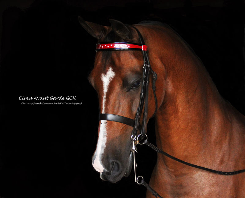 Cimi's Avant Garde GCH