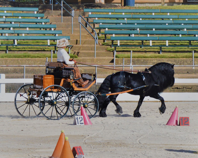 Drive a Fell Pony